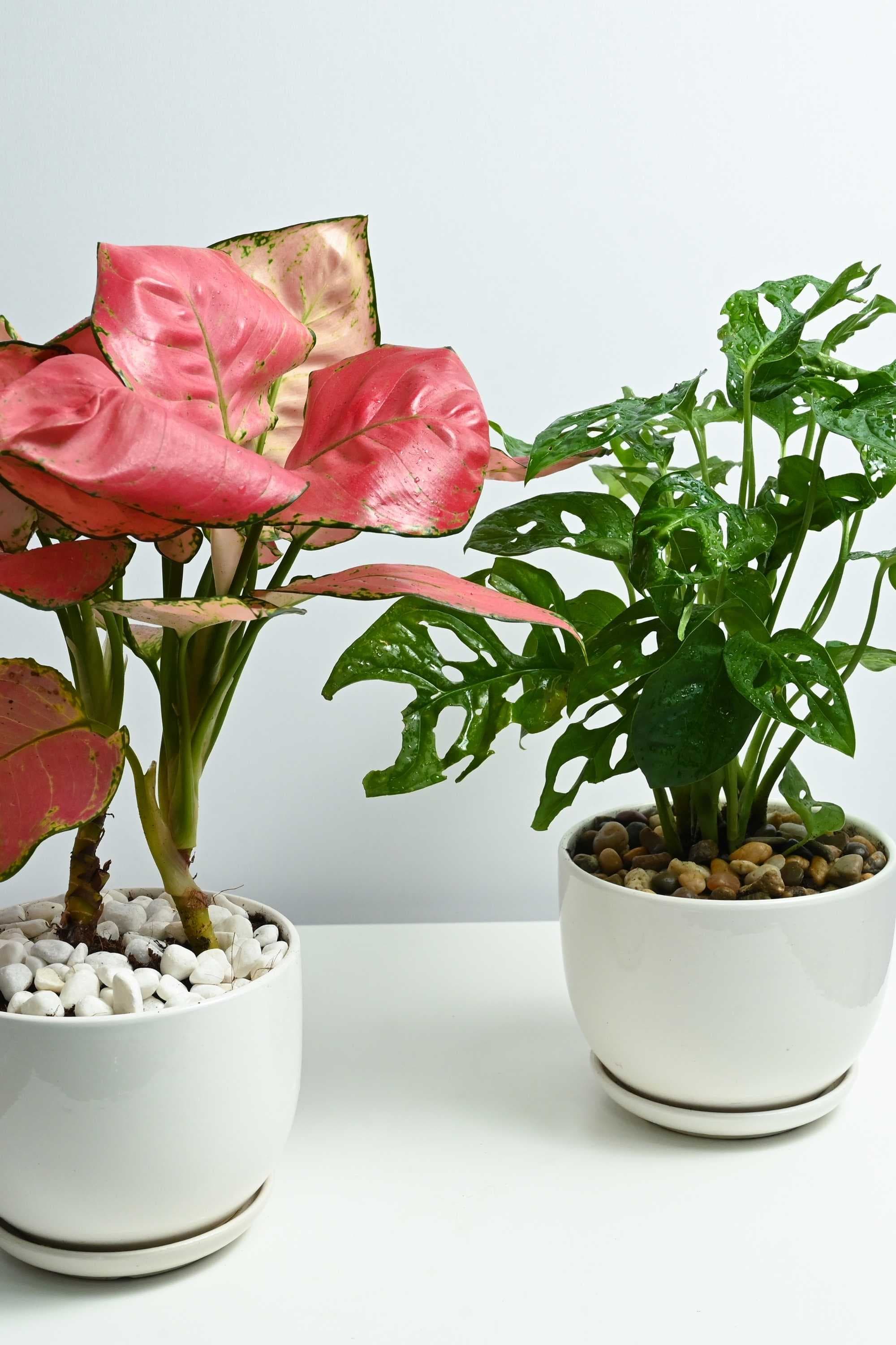 Indoor Plant Aglaonema commutatum & Monstera deliciosa