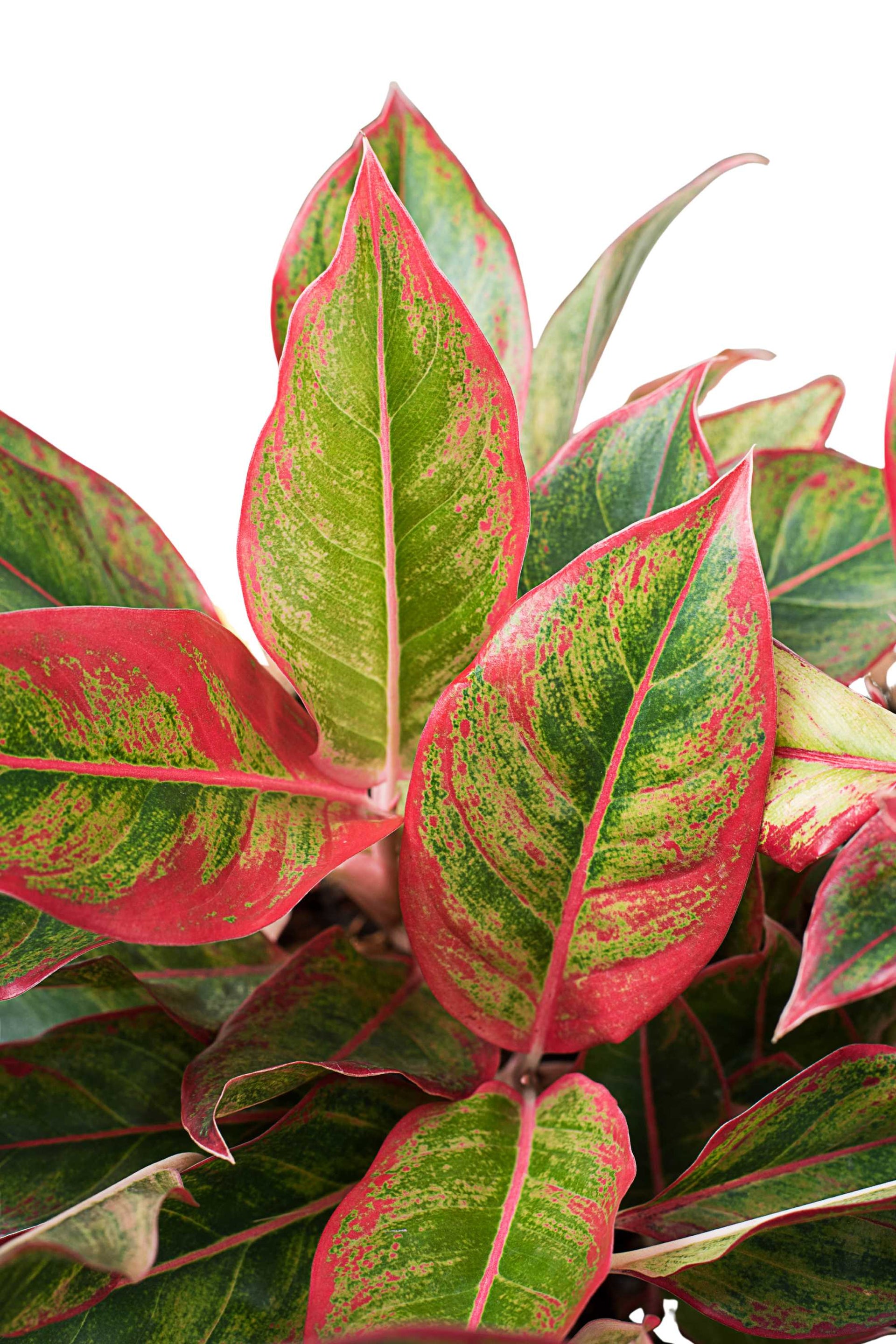 Aglaonema Commutatum 'Red' – Adplants