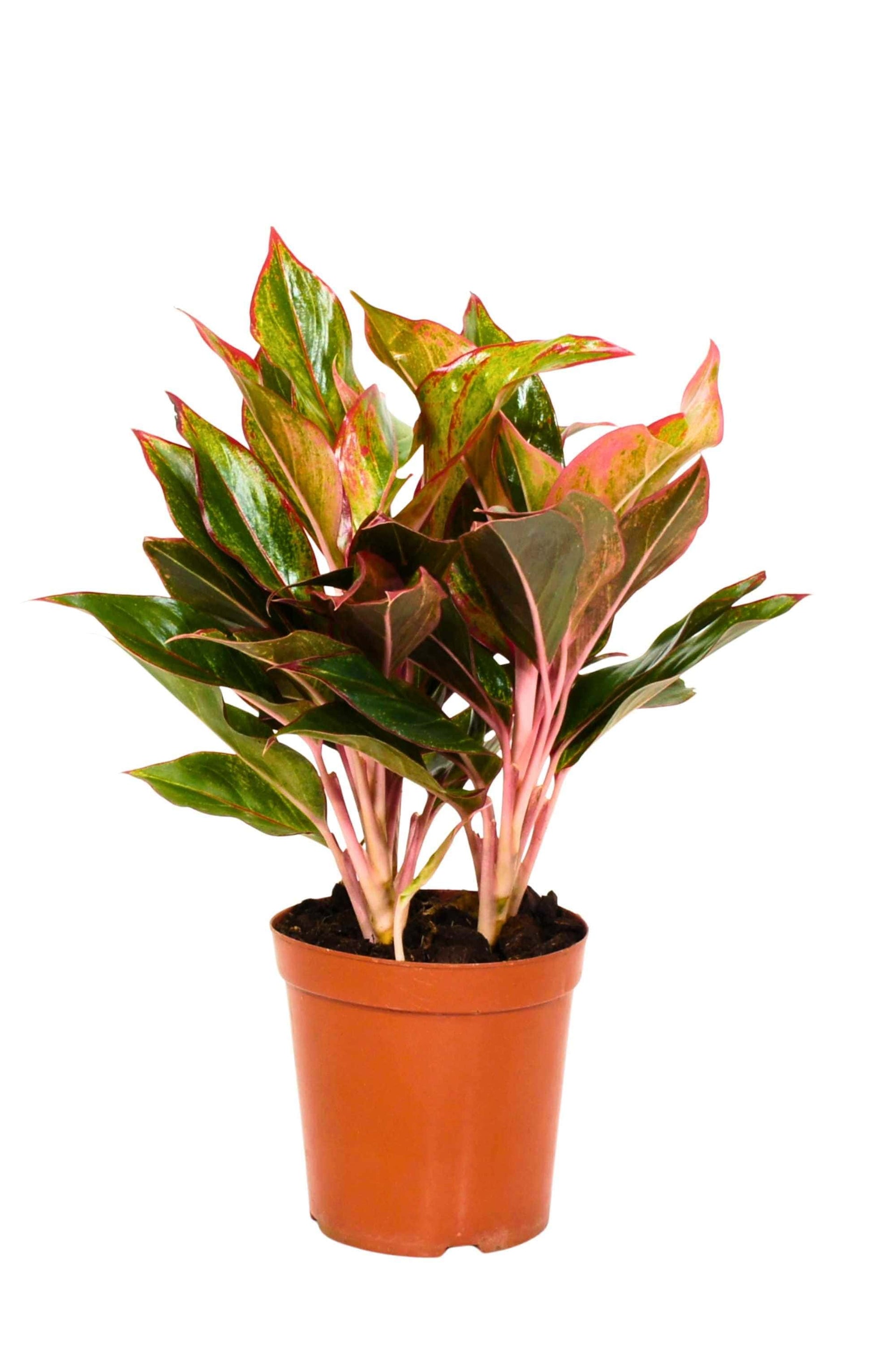 aglaonema pictum red Aglaonema Commutatum 'Red' – Adplants