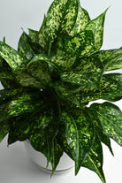 Indoor Plant Aglaonema costatum Aglaonema costatum