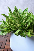 Indoor Plant Aglaonema costatum Aglaonema costatum