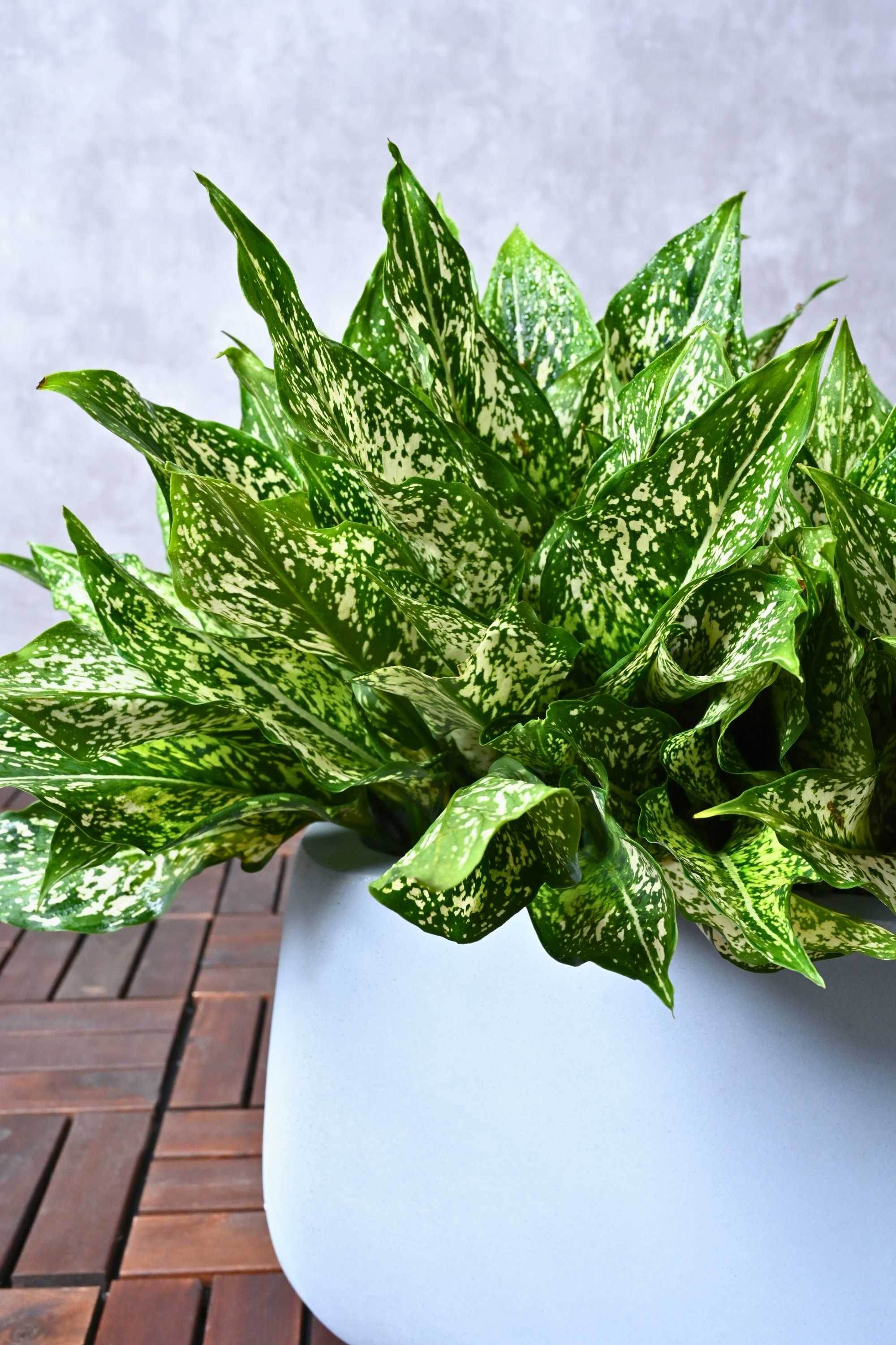 Indoor Plant Aglaonema costatum Aglaonema costatum