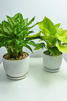 Indoor Plant Agloanema costatum pothos nean table top duo combo Agloanema costatum pothos nean table top duo combo