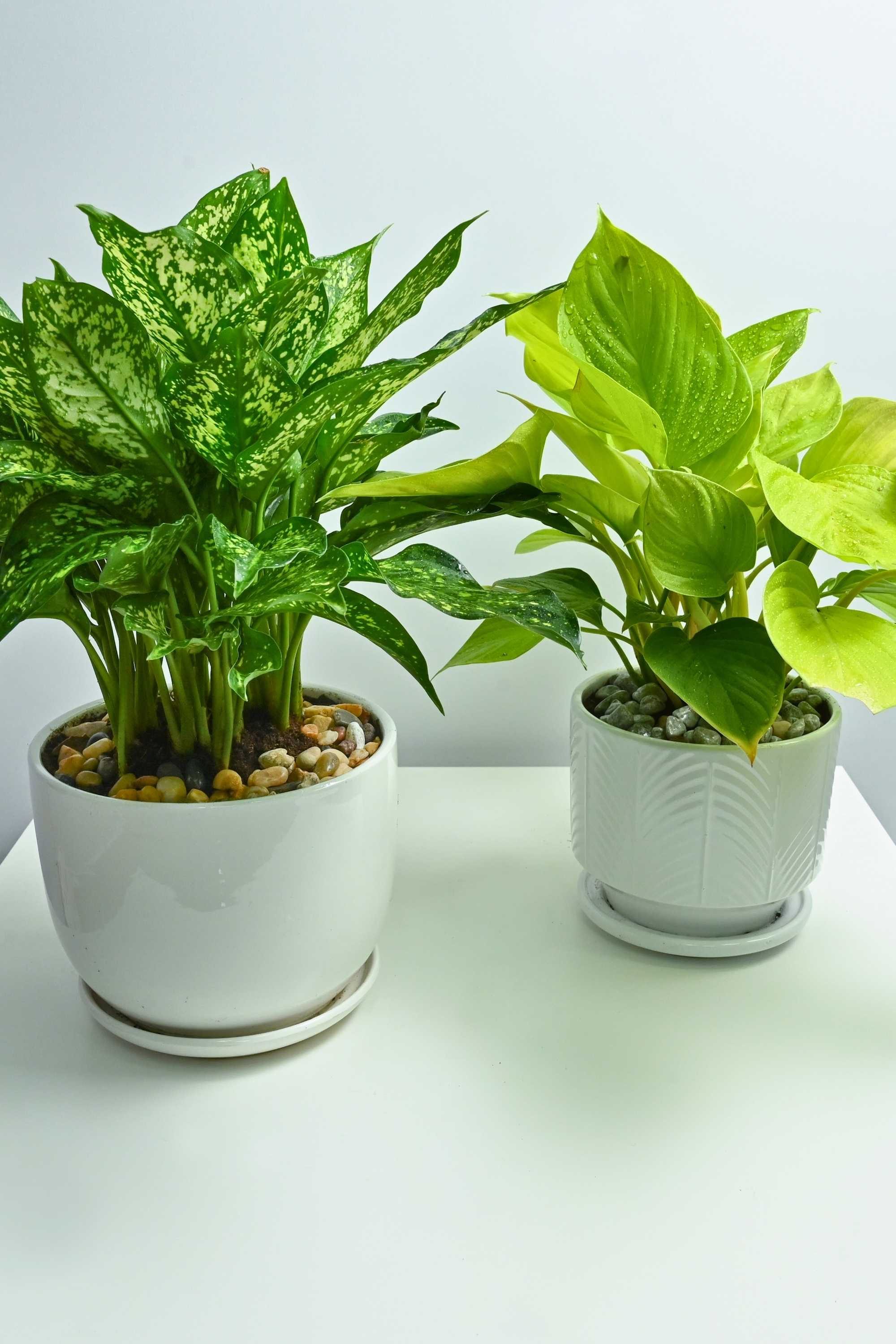 Indoor Plant Agloanema costatum pothos nean table top duo combo Agloanema costatum pothos nean table top duo combo