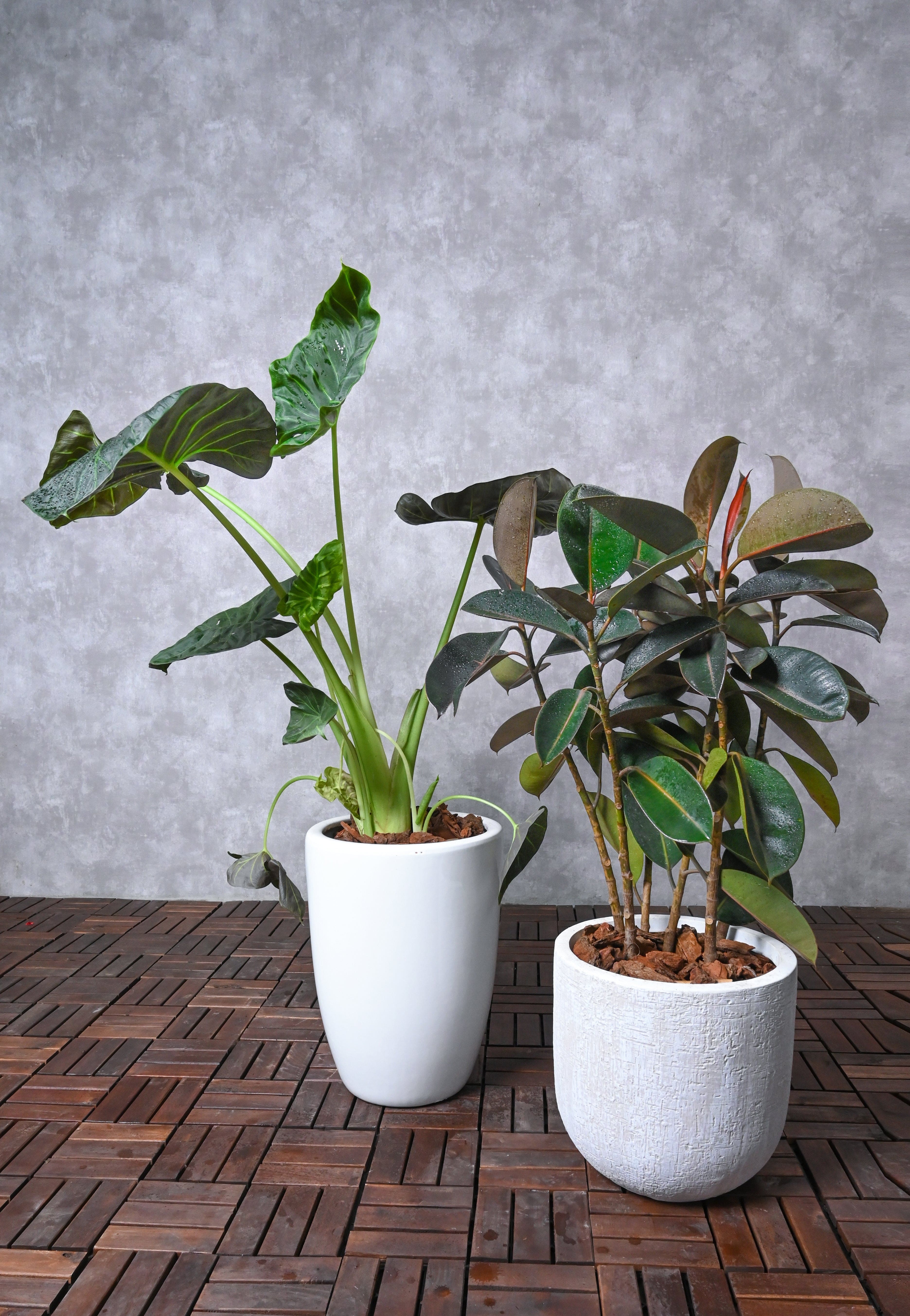 Indoor Plant Alocasia spp. & Ficus elastica
