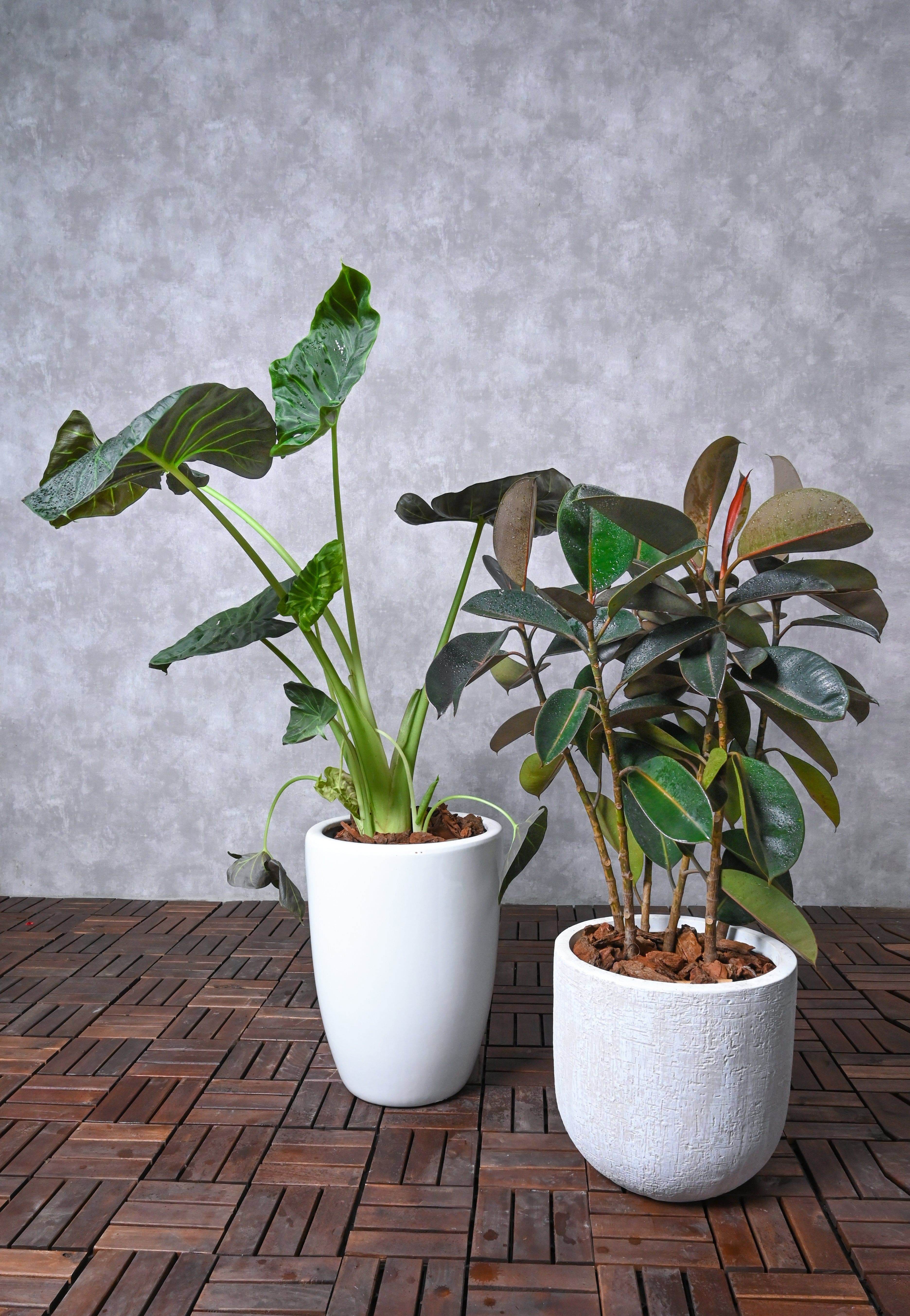 Indoor Plant Alocasia spp. & Ficus elastica Alocasia spp. & Ficus elastica