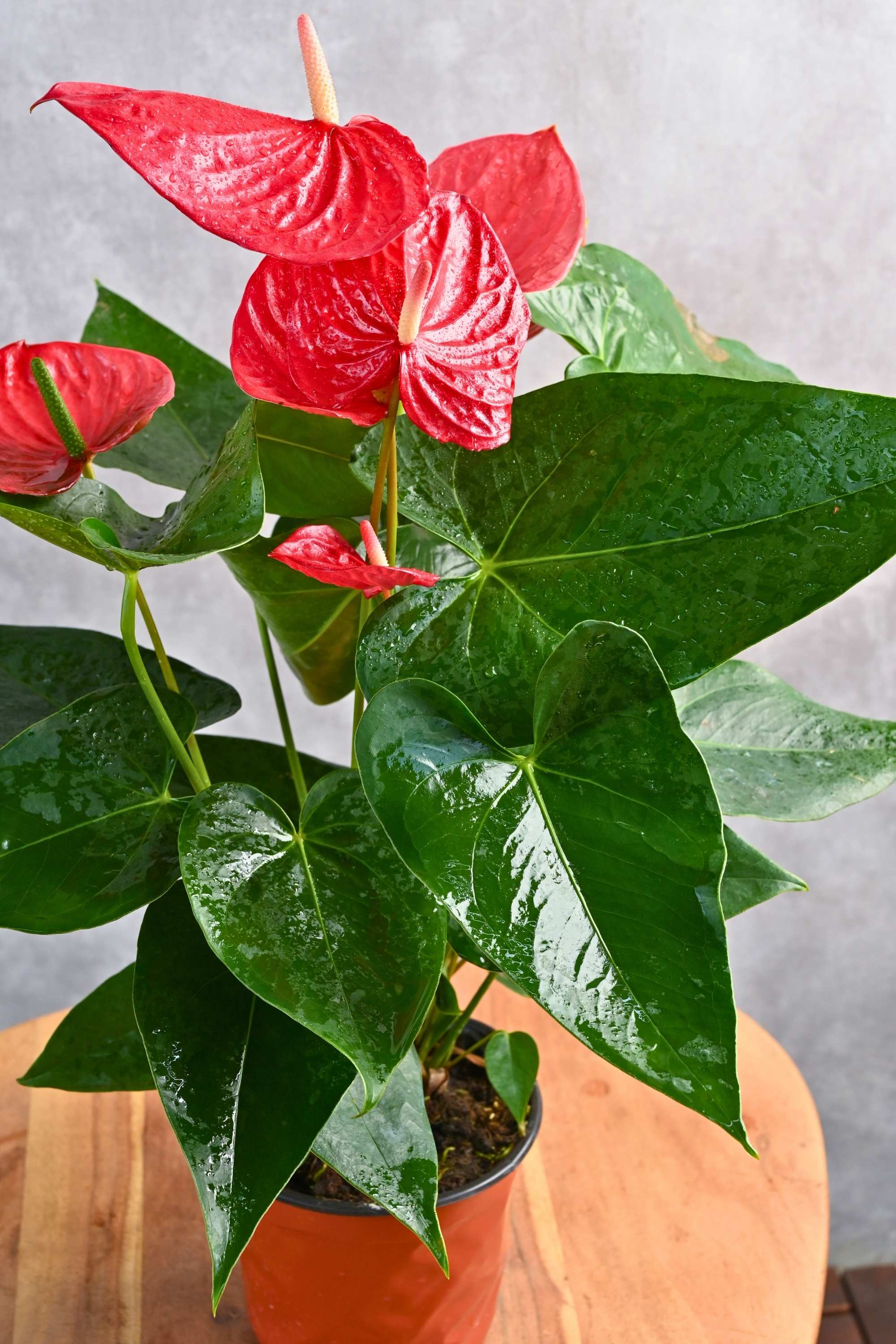 Indoor Plant Anthurium Andraeanum Anthurium Andraeanum