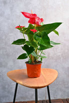 Indoor Plant Anthurium Andraeanum Anthurium Andraeanum
