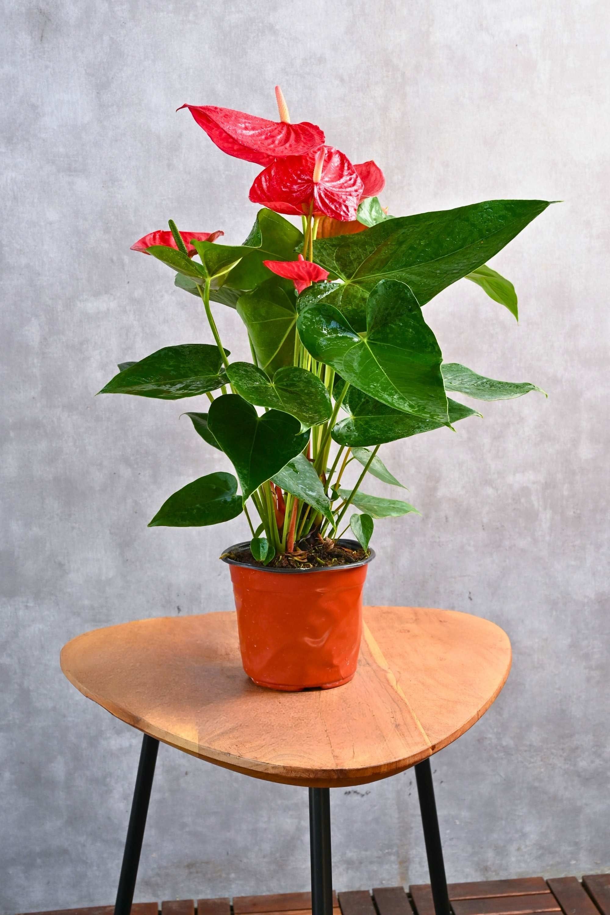 Indoor Plant Anthurium Andraeanum Anthurium Andraeanum