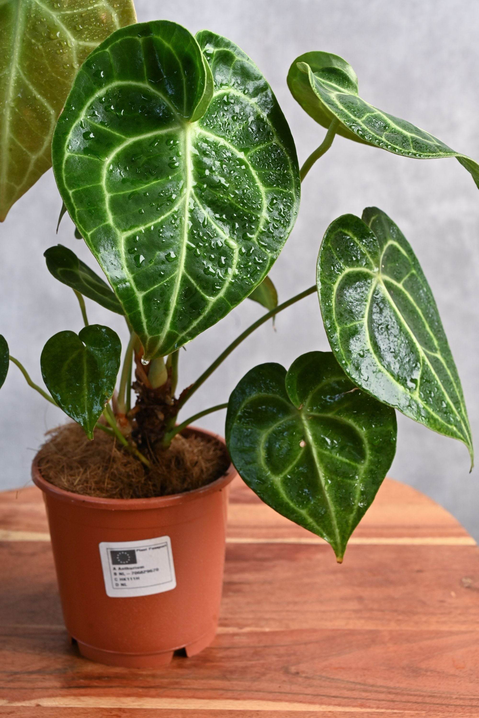 Indoor Plant Anthurium crystallinum Anthurium crystallinum