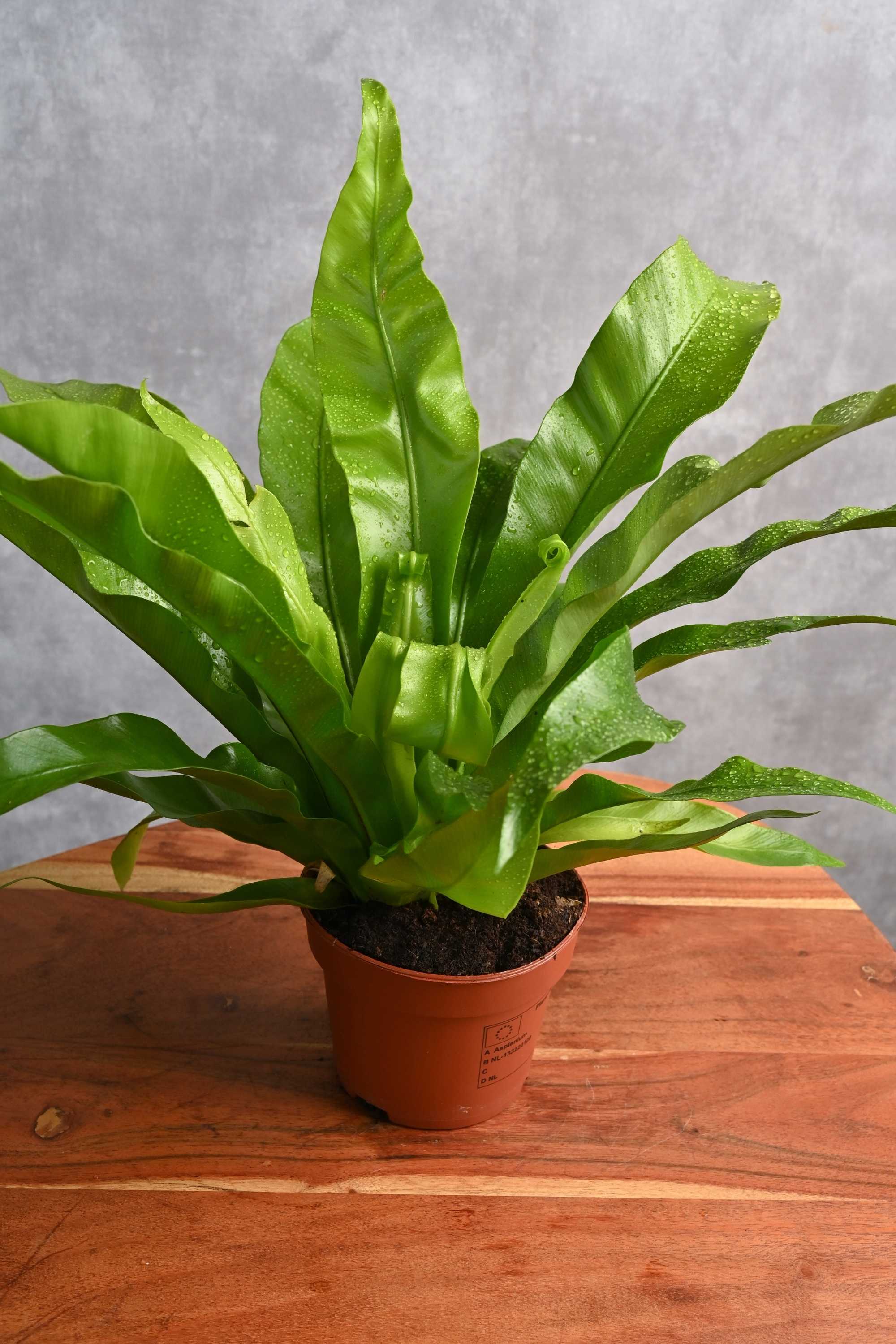 Indoor Plant Asplenium Nidus