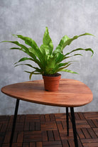 Indoor Plant Asplenium Nidus