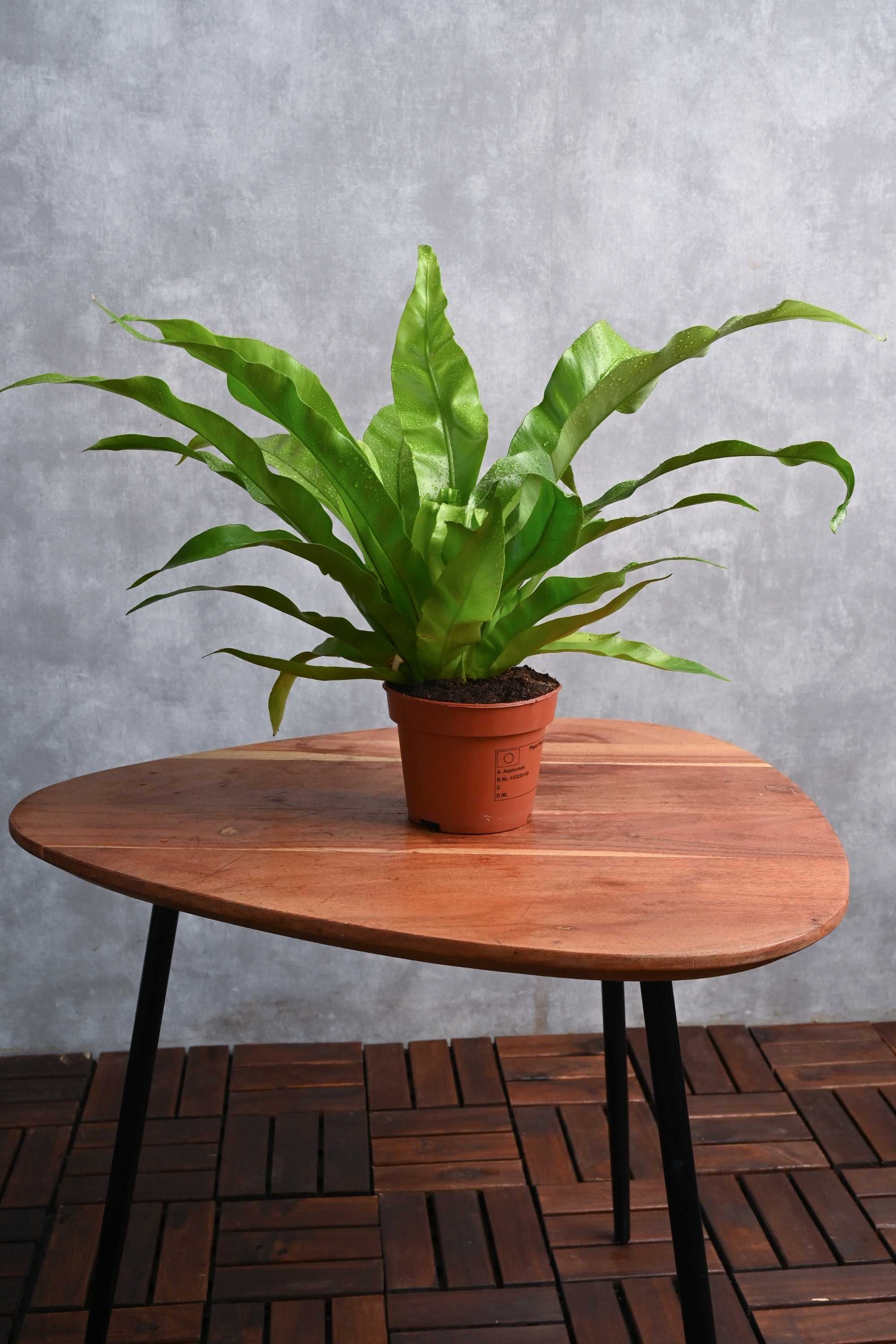 Indoor Plant Asplenium Nidus
