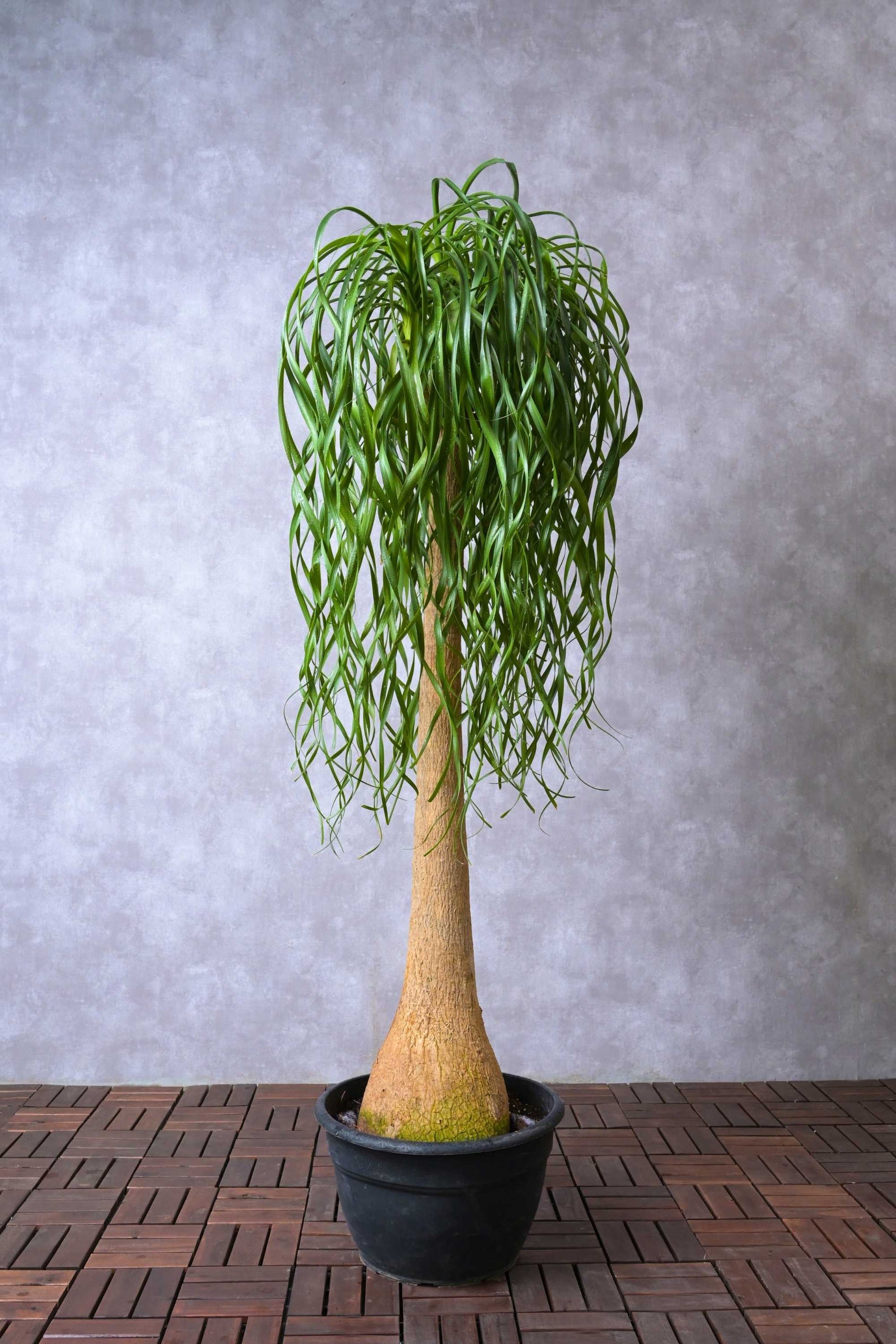 beaucarnea recurvata exotic tropical ponytail palm tree house plant Beaucarnea recurvata – Adplants