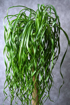 Indoor Plant Beaucarnea recurvata Beaucarnea recurvata