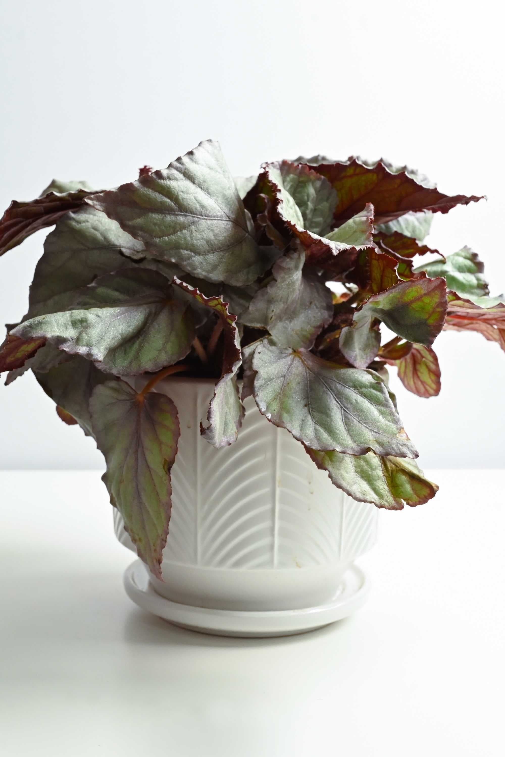 Indoor Plant Begonia rex-cultorum varieties