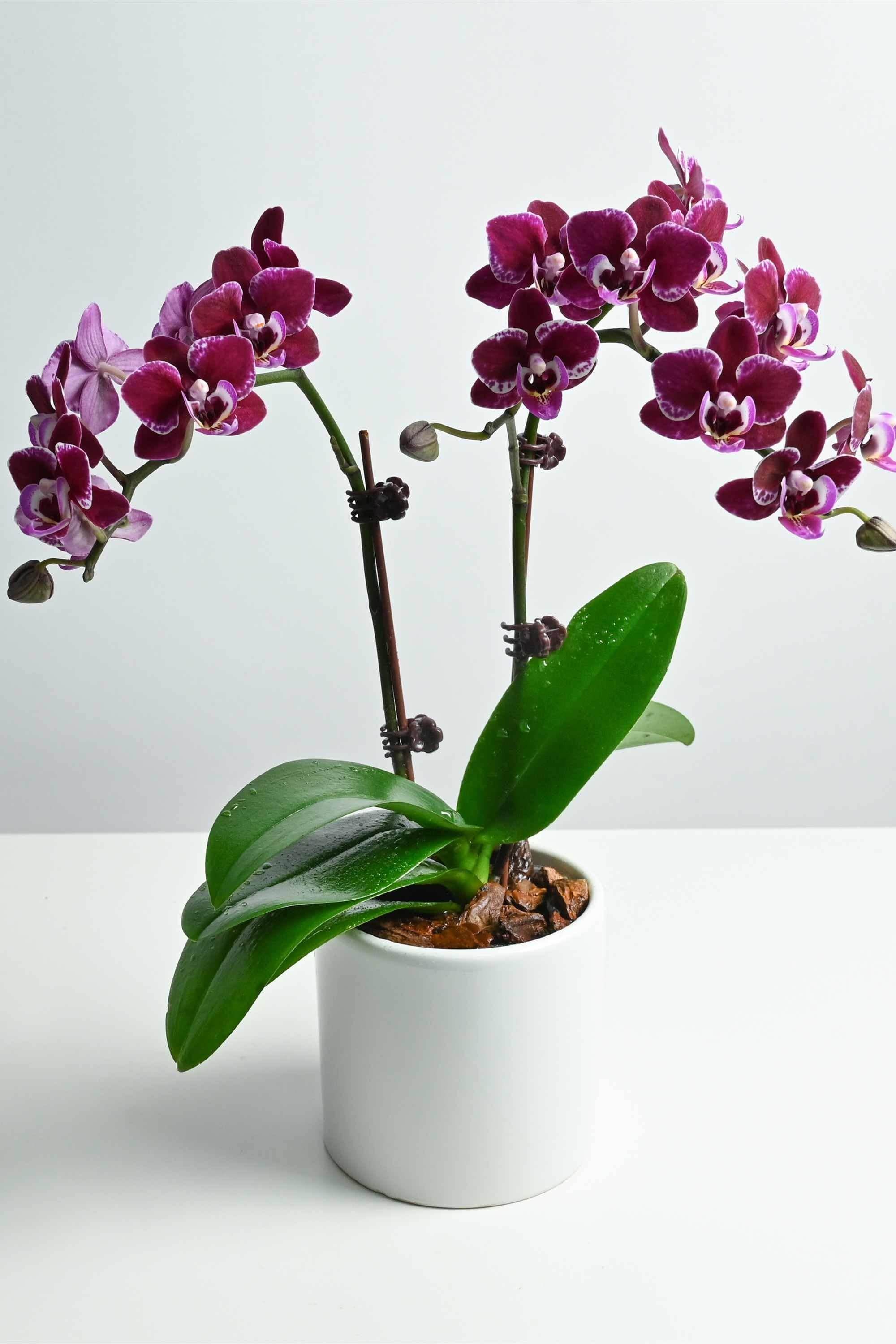 Indoor Plant Black Double Phalaenopsis Dwarf - Double Phalaenopsis Dwarf - Double