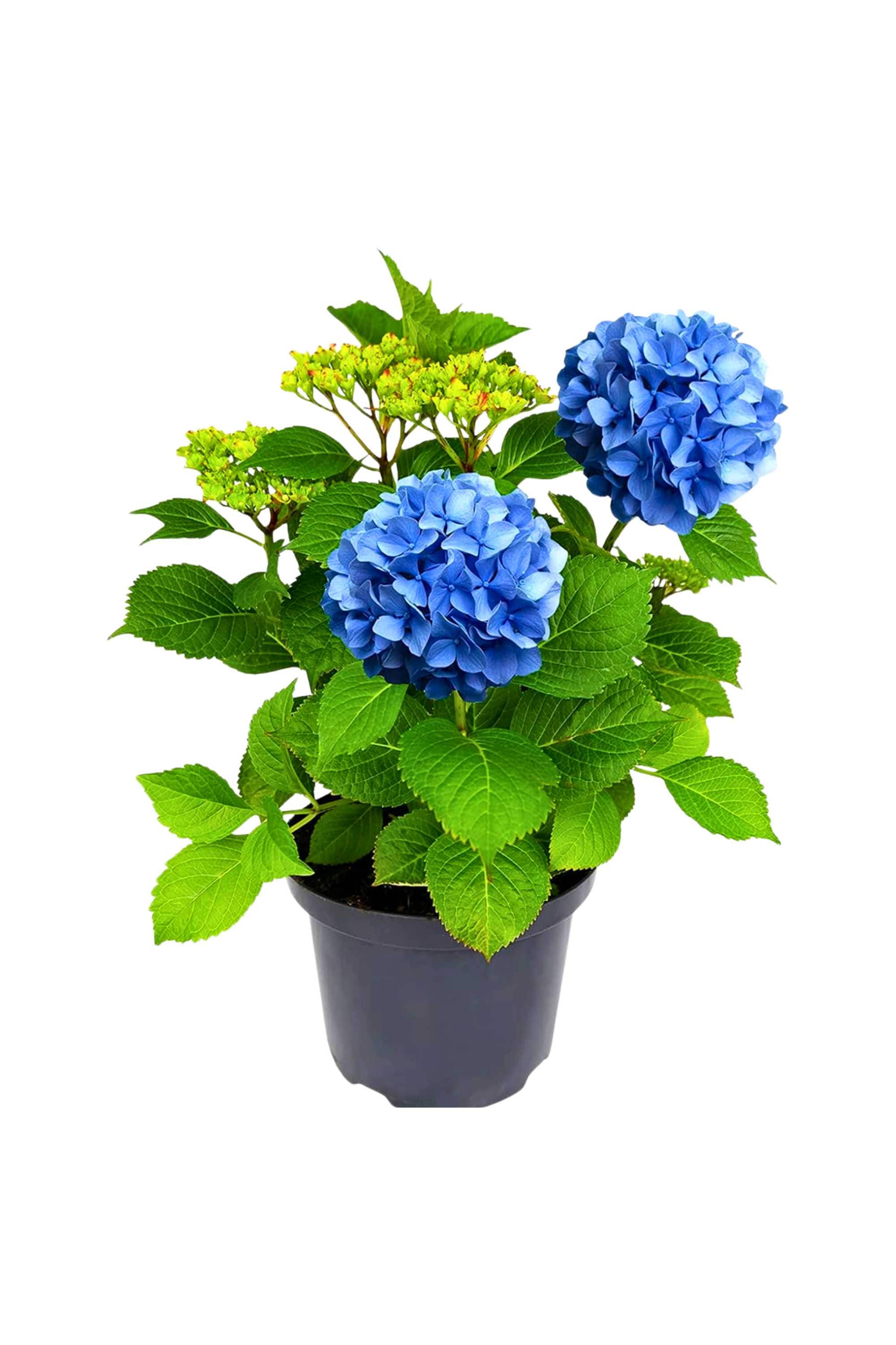 Indoor Plant Blue / Small 30 x 35 cms Hydrangea macrophylla Hydrangea macrophylla