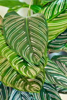 Indoor Plant Calathea ornata Calathea ornata