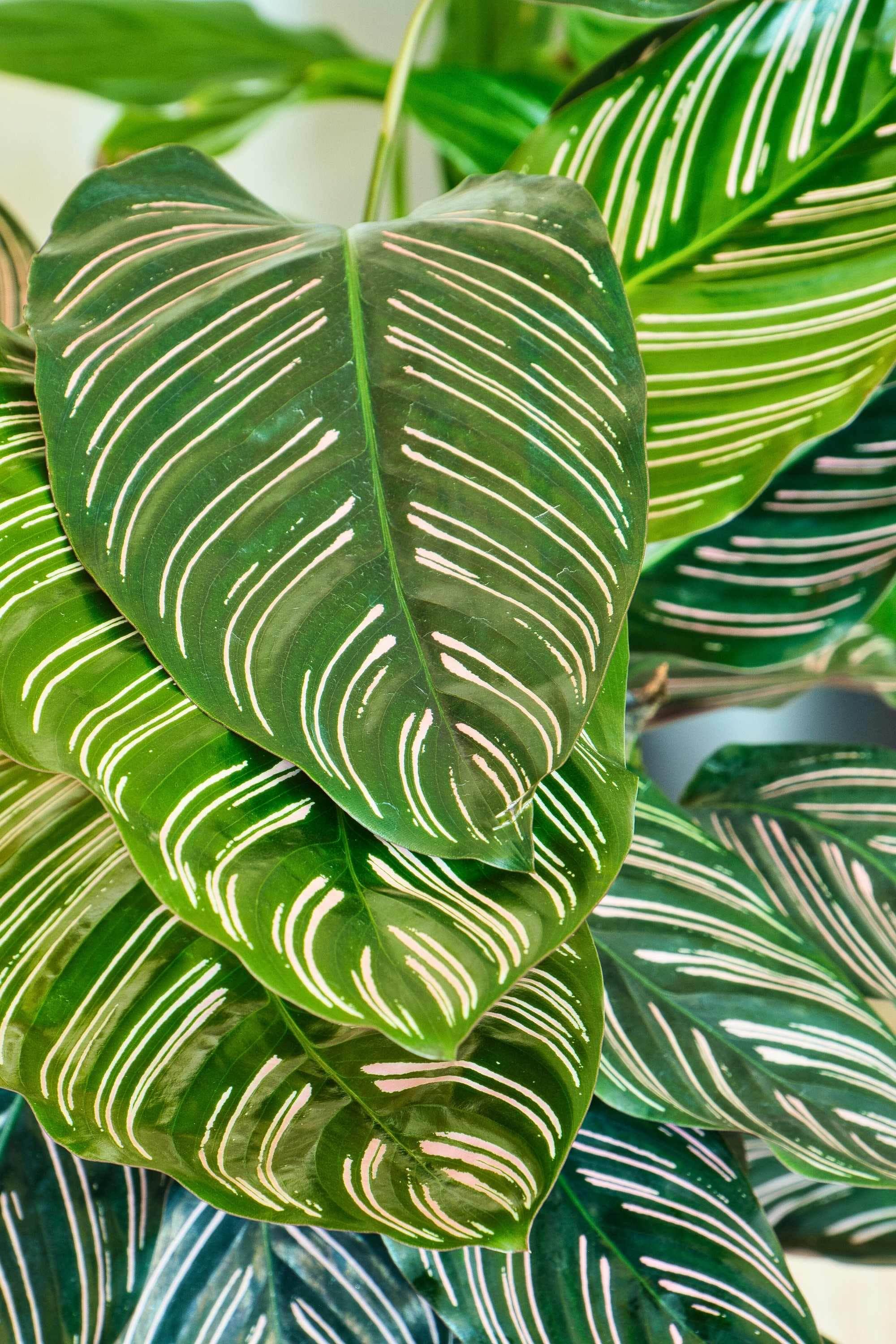 Indoor Plant Calathea ornata Calathea ornata