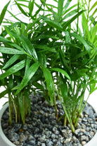 Indoor Plant Chamaedorea Elegans Chamaedorea Elegans
