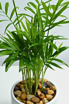 Indoor Plant Chamaedorea Elegans Chamaedorea Elegans