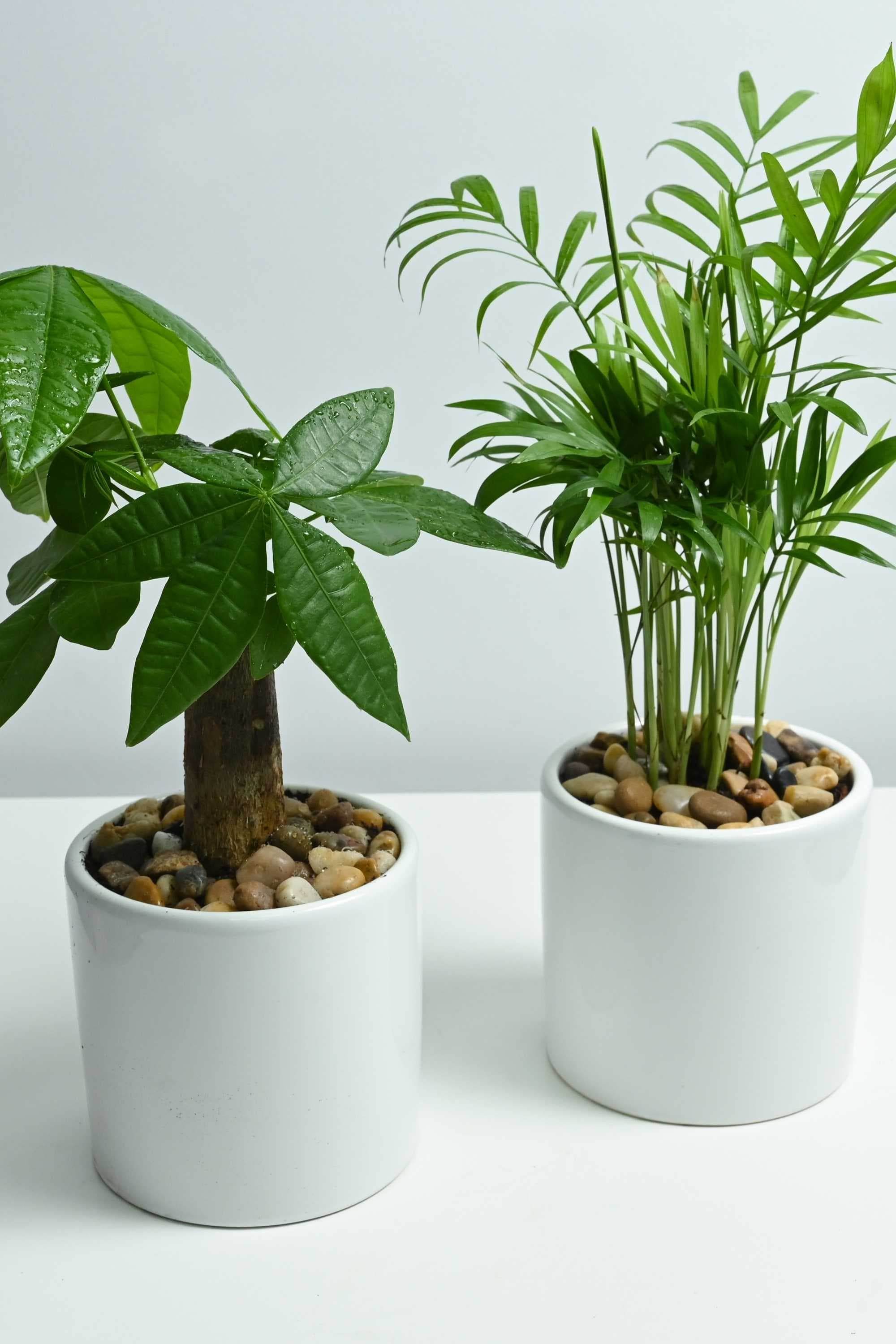 Indoor Plant Chamaedorea elegans & Pachira aquatica Chamaedorea elegans & Pachira aquatica
