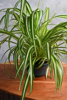 Indoor Plant Chlorophytum comosum Chlorophytum comosum
