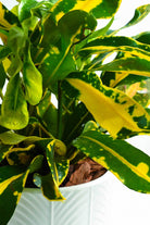 Indoor Plant Codiaeum Variegatum 'Banana' Codiaeum Variegatum 'Banana'