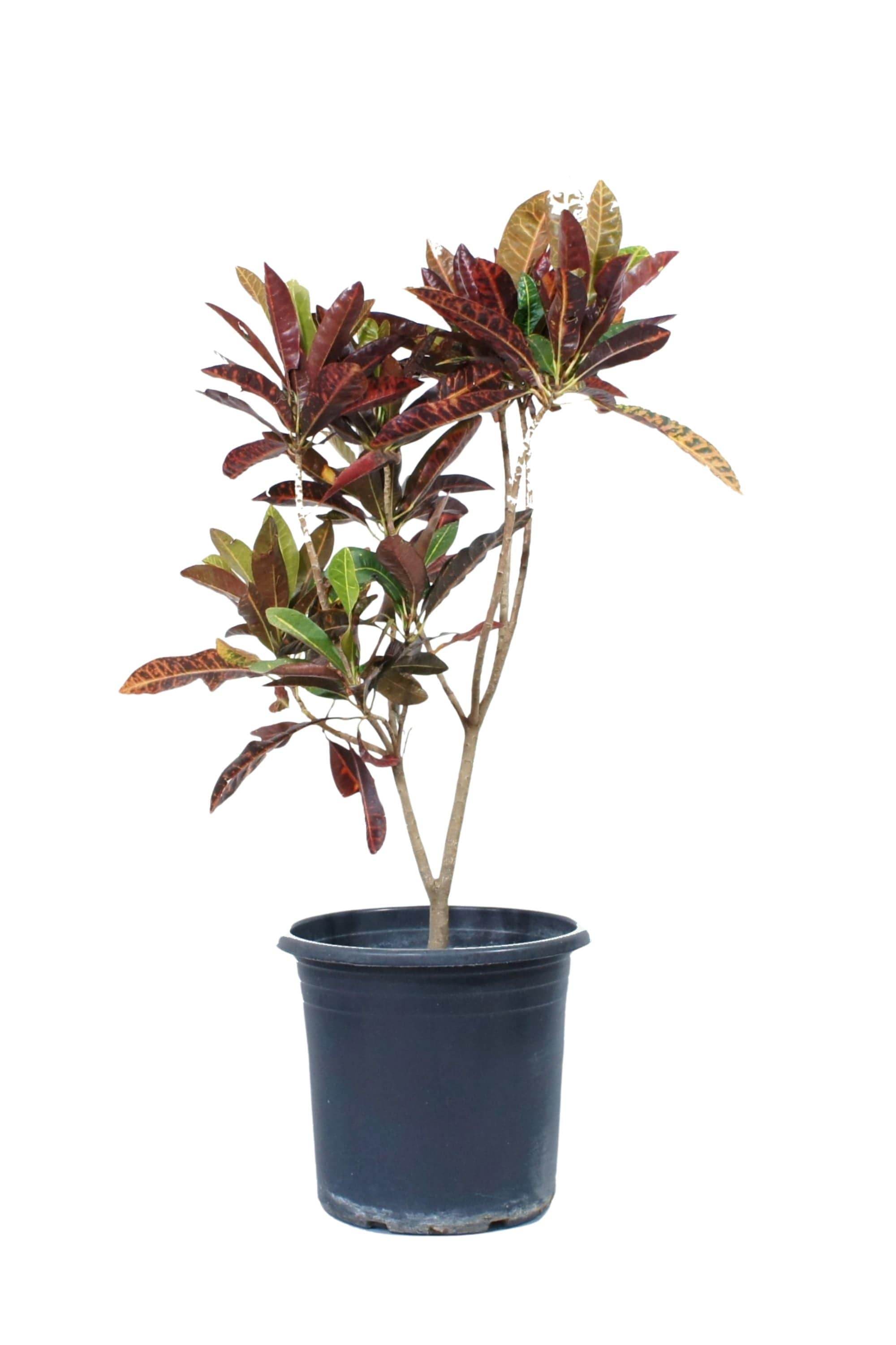 Codiaeum variegatum 'Petra' – Adplants