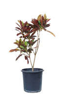 Indoor Plant Codiaeum variegatum ‘Petra’ Codiaeum variegatum ‘Petra’