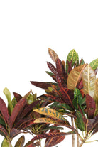 Indoor Plant Codiaeum variegatum ‘Petra’ Codiaeum variegatum ‘Petra’