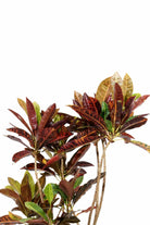 Indoor Plant Codiaeum variegatum ‘Petra’ Codiaeum variegatum ‘Petra’