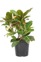 Indoor Plant Codiaeum variegatum ‘Petra’ Codiaeum variegatum ‘Petra’