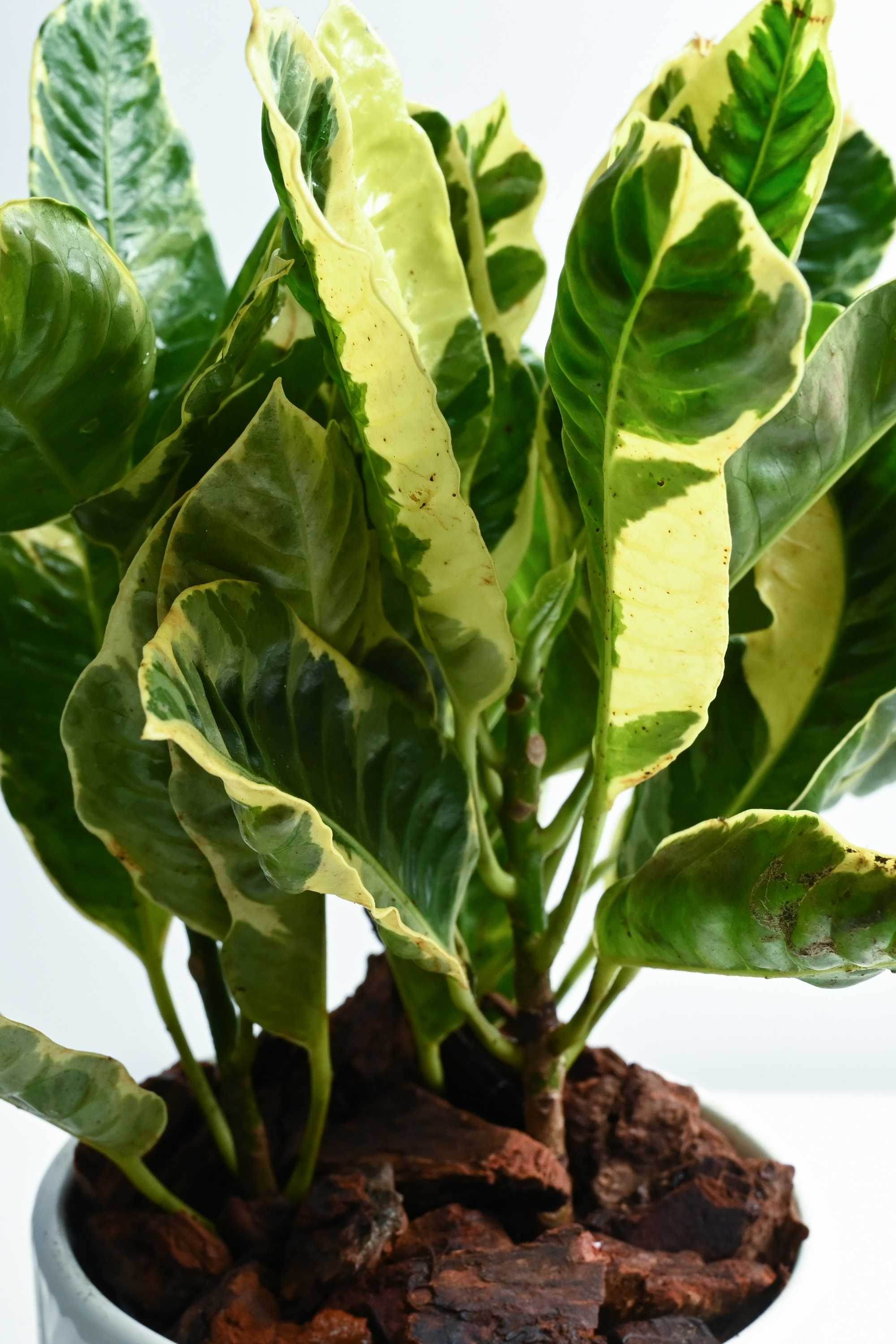 Indoor Plant Codiaeum variegatum 'Tamara' Codiaeum variegatum 'Tamara'