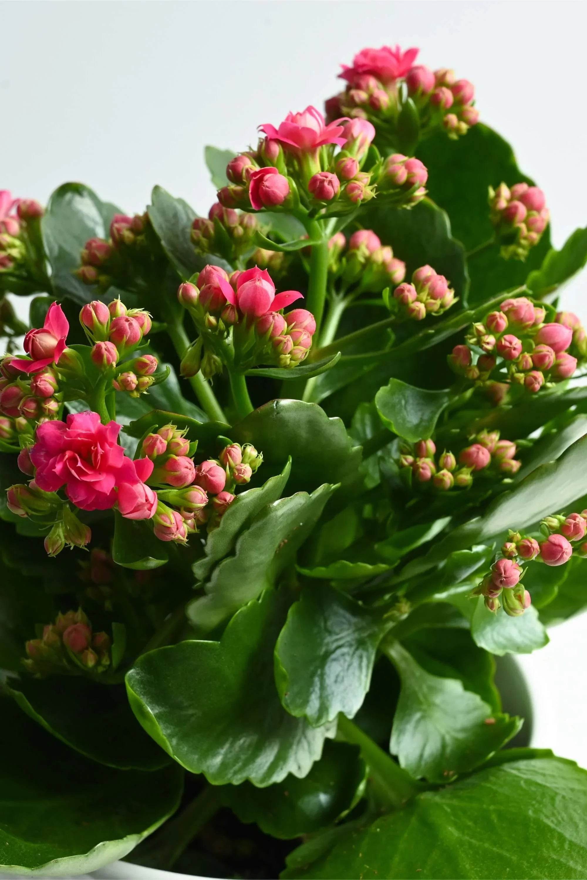 Indoor Plant Dark Pink / Default Plastic Pot Kalanchoe spp. Kalanchoe spp.