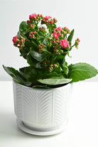 Indoor Plant Dark Pink / White Ceramic Kalanchoe spp. Kalanchoe spp.