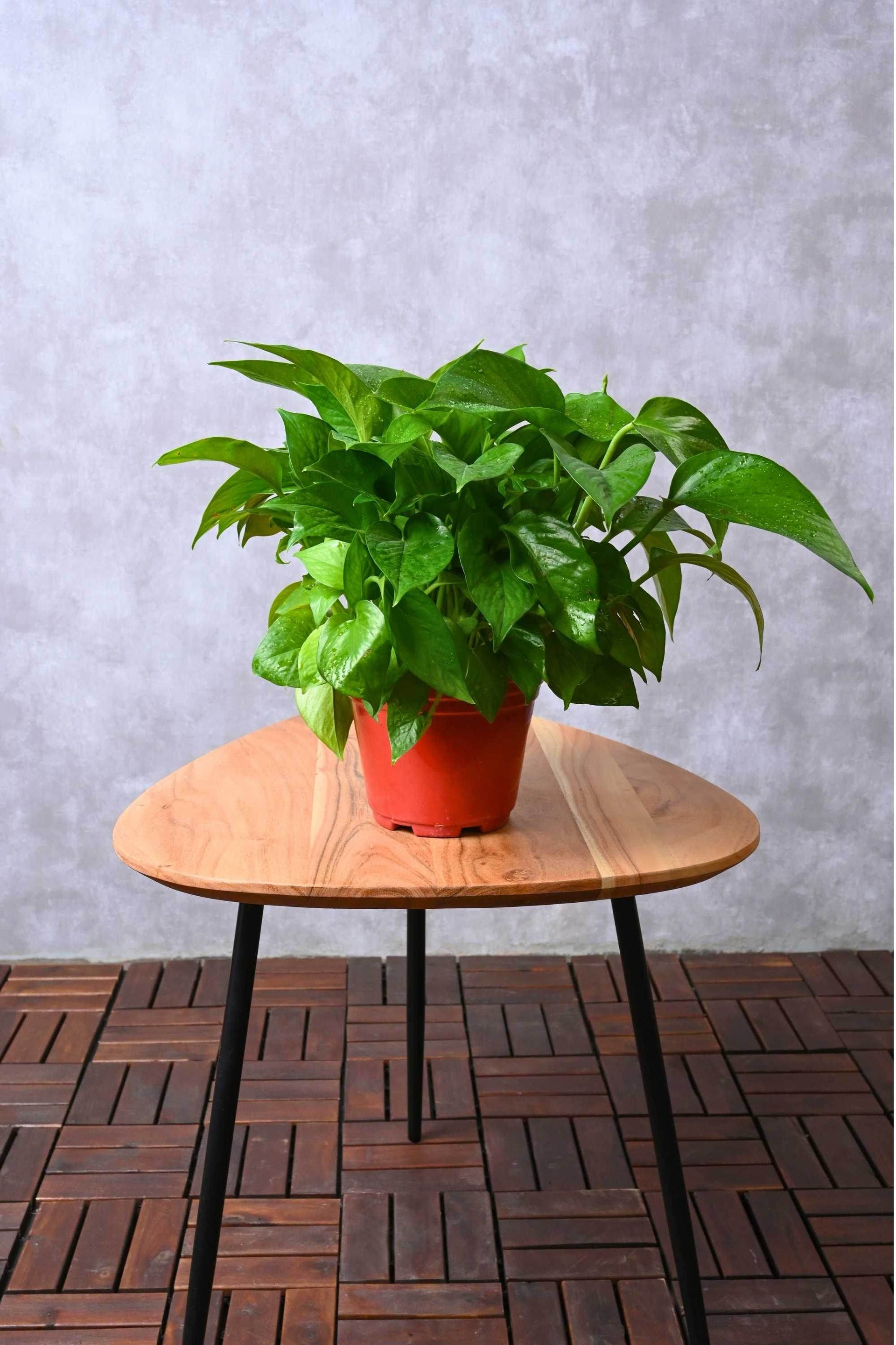 plastic plant table Green Pothos – Adplants