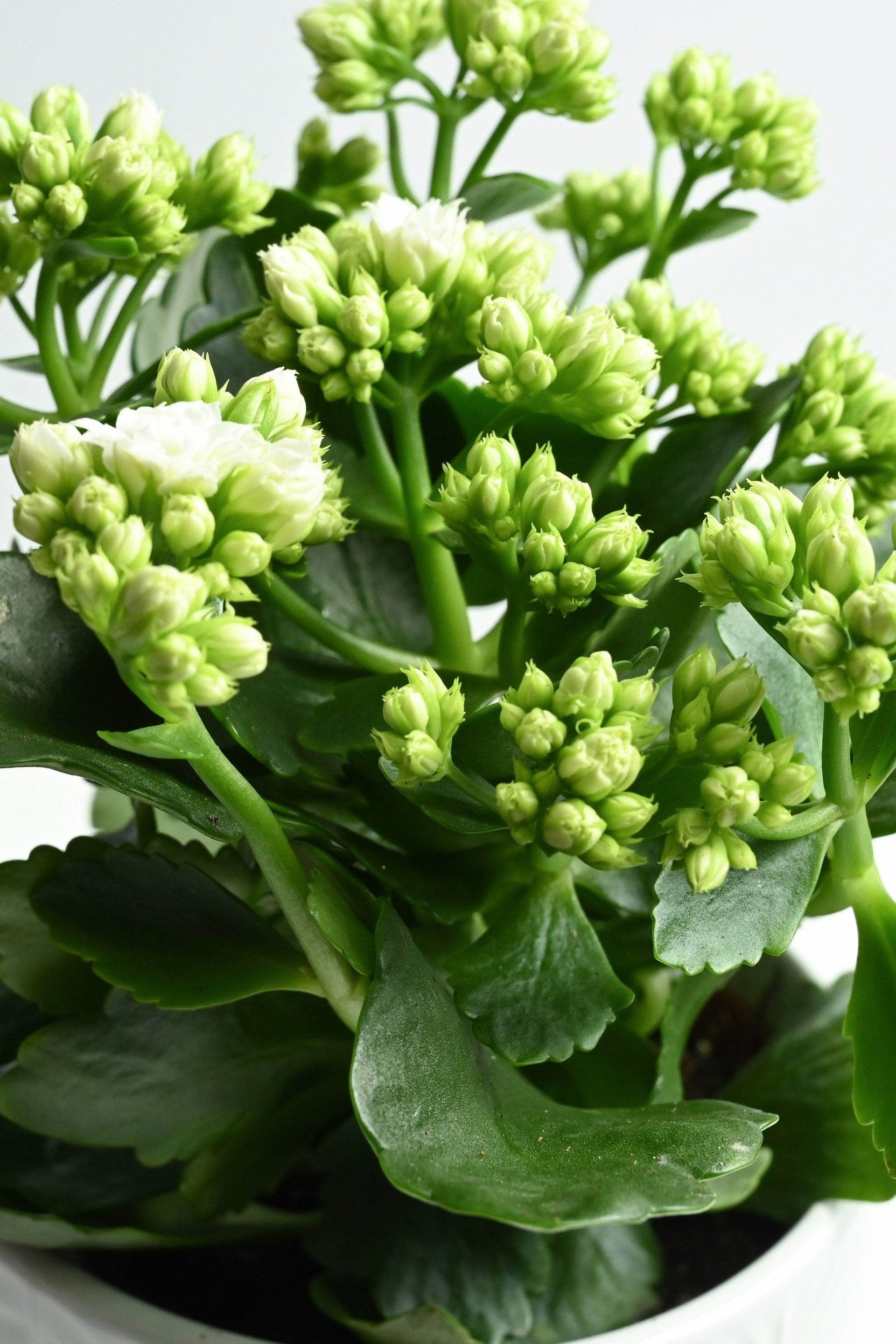 white succulent flower Kalanchoe blossfeldiana 'White' – Adplants