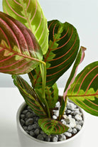 Indoor Plant Default Plastic Pot Maranta Leuconeura Maranta Leuconeura