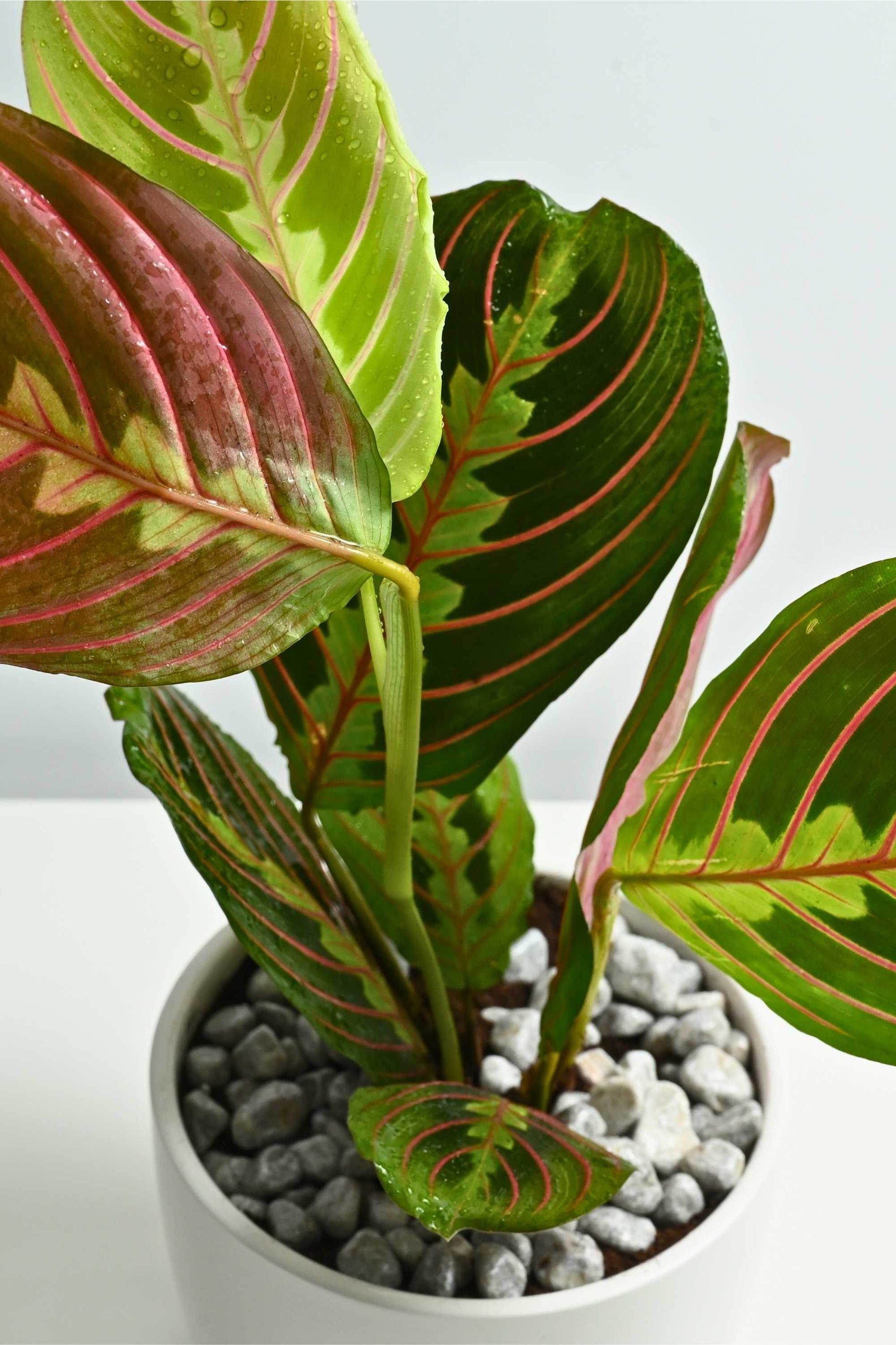 Maranta Leuconeura – Adplants
