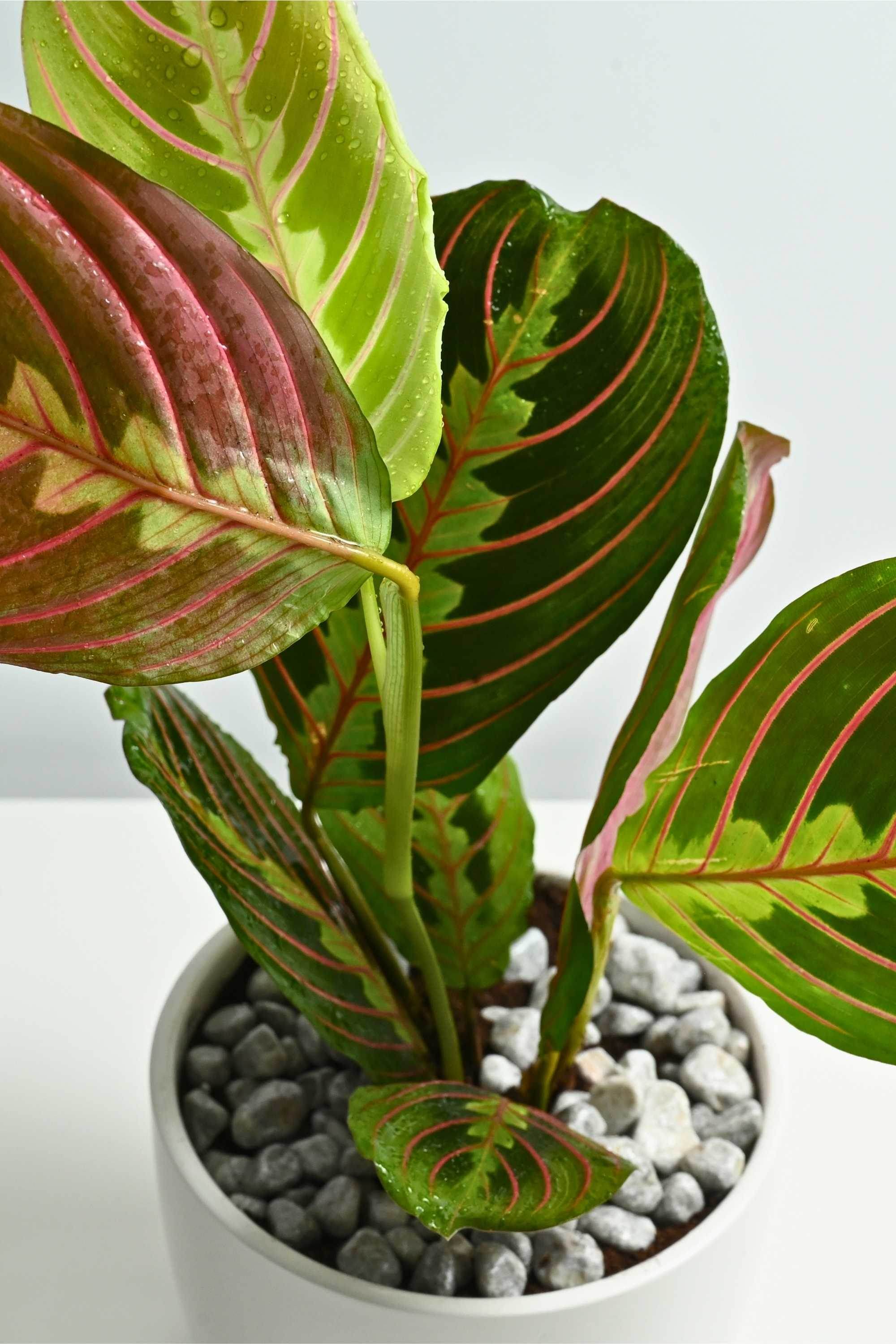 Indoor Plant Default Plastic Pot Maranta Leuconeura Maranta Leuconeura