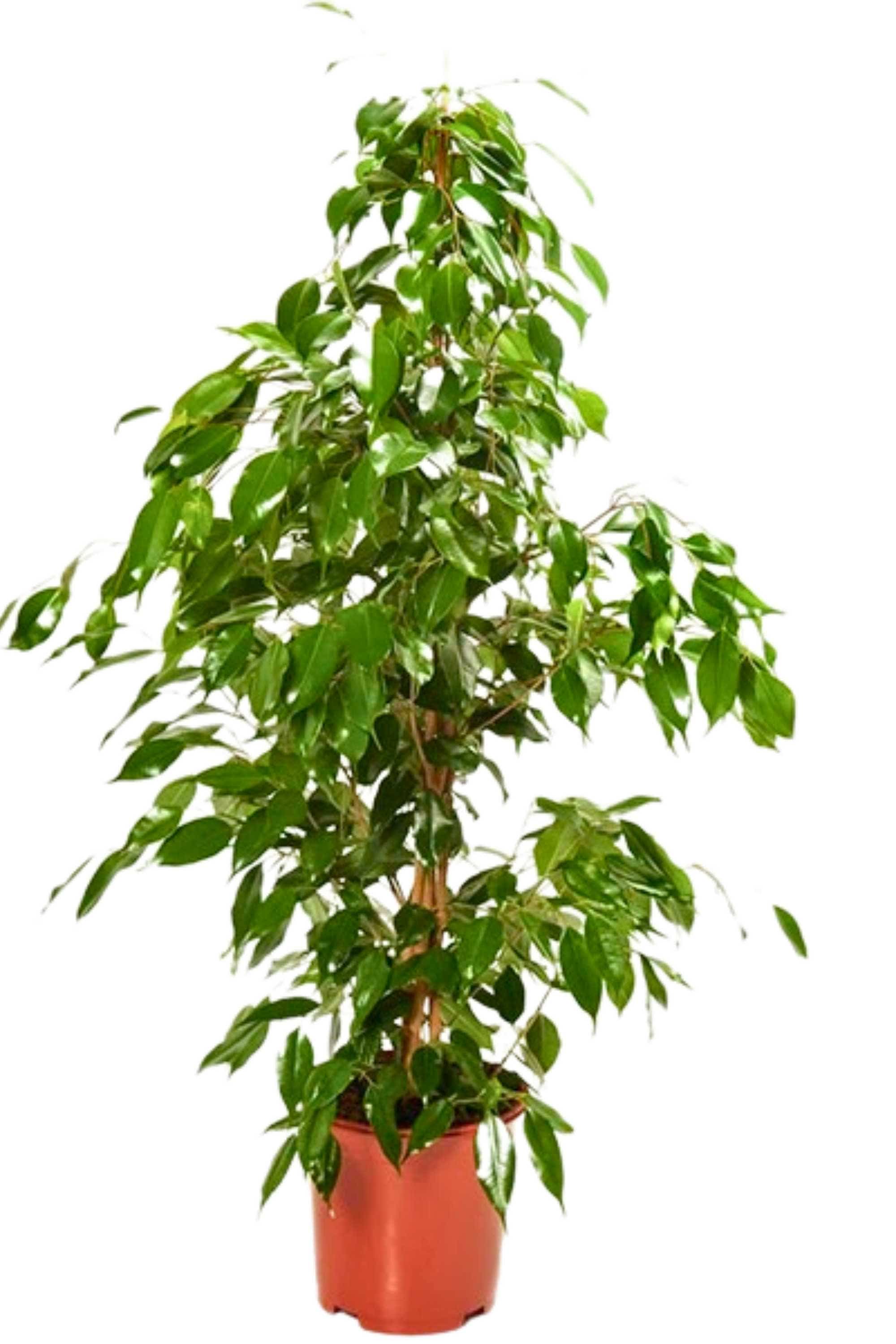 Indoor Plant Default Plastic Pot / Medium 100-120 cms Weeping Fig Weeping Fig