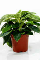 Indoor Plant Default Plastic Pot / Medium 20-30 cms Philodendron 'Birkin' Philodendron 'Birkin'