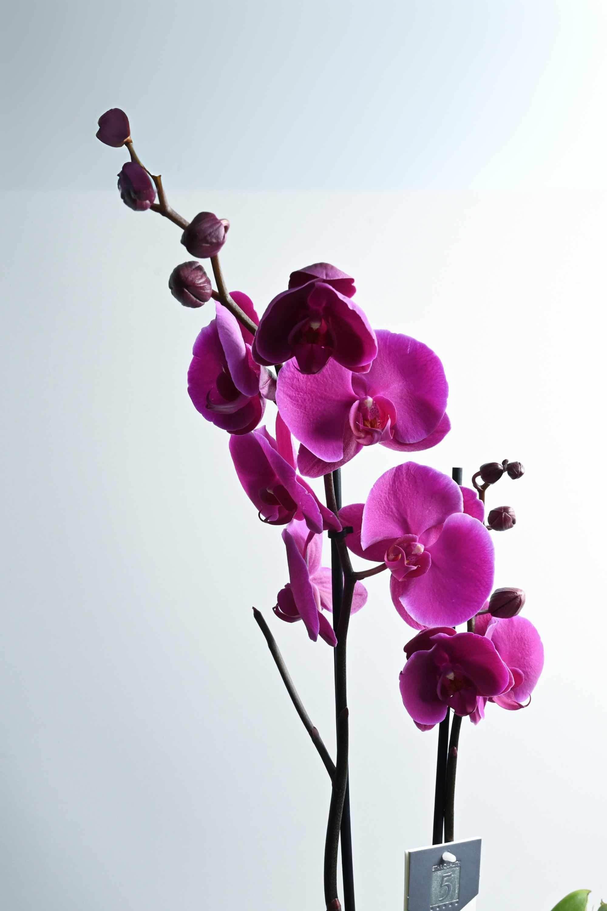 Indoor Plant Default Plastic Pot Phalaenopsis Purple- 2 Stem - Holland Orchid Phalaenopsis Purple - 2 Stem - Holland Orchid
