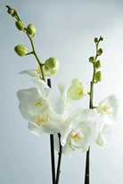 Indoor Plant Default Plastic Pot Phalaenopsis White - 2 Stem - Holland Orchid Phalaenopsis White - 2 Stem - Holland Orchid