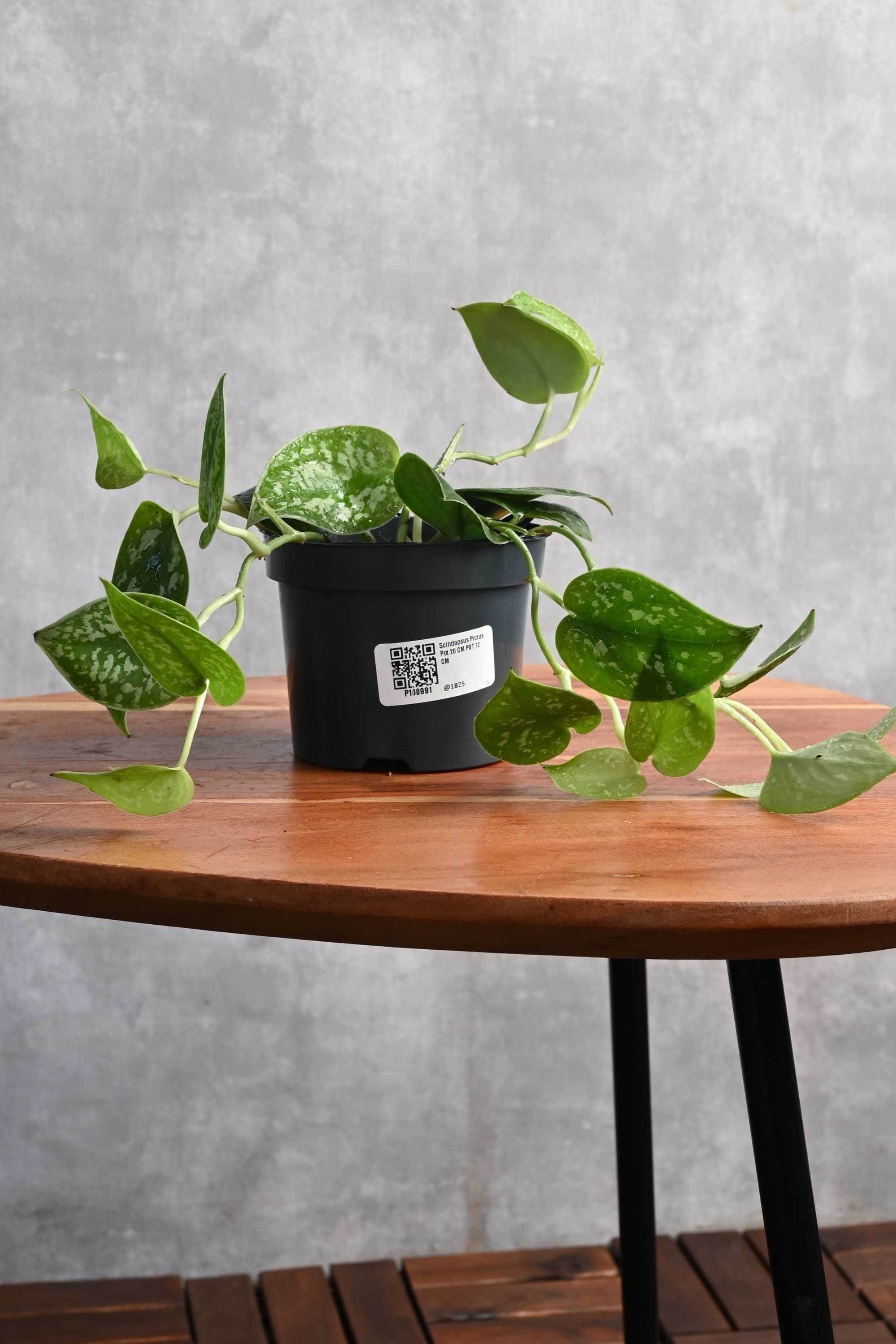 Indoor Plant Default Plastic Pot Scindapsus pictus Scindapsus pictus