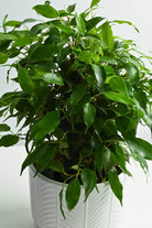 Indoor Plant Default Plastic Pot / Small 15-25 cms Weeping Fig Weeping Fig