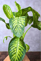 Indoor Plant Dieffenbachia 'Compacta' Dieffenbachia 'Compacta'
