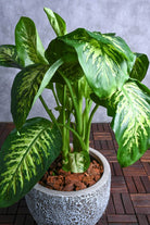 Indoor Plant Dieffenbachia 'Compacta' Dieffenbachia 'Compacta'